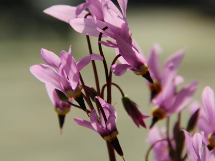 Boží kvet záhradný 'Queen Victoria' - Dodecatheon meadia 'Queen Victoria'