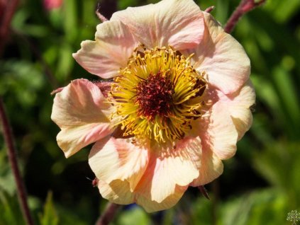 Kuklík hybr. 'Mai Tai' - Geum hybr. 'Mai Tai'
