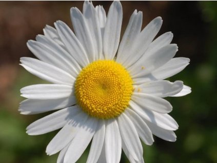 Margarétka biela - Leucanthemum vulgare