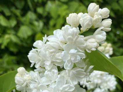 Orgován obyčajný 'Miss Ellen Willmott'