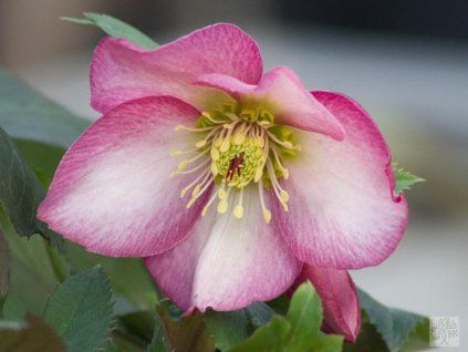 roses rose