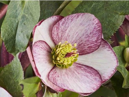 Čemerica 'HGC® Ice n' Roses Rosado' - Helleborus 'HGC® Ice n' Roses Rosado'