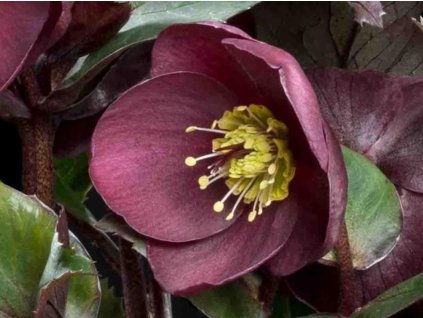 Čemerica 'HGC® Ice n' Roses Barolo' - Helleborus 'HGC® Ice n' Roses Barolo'
