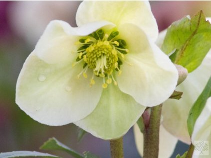 Čemerica 'HGC® Ice Breakrík Fancy' - Helleborus 'HGC® Ice Breakrík Fancy'