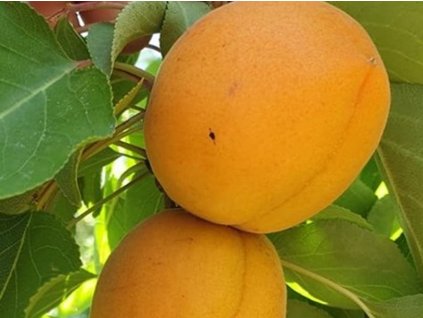 Marhuľa stĺpovitá 'Compacta'