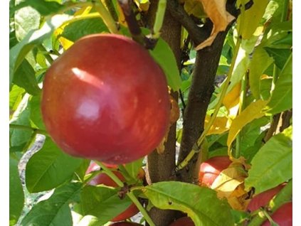 Nektarinka stĺpovitá 'Alice'