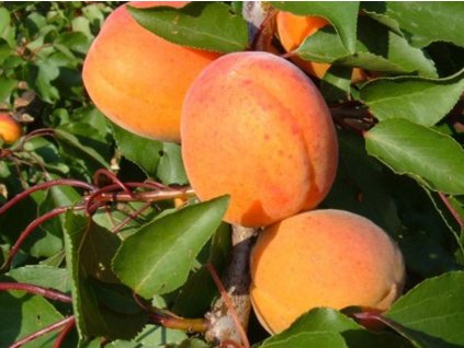 Marhuľa 'Vertige' (Balenie kontajner, Podpník wavit)