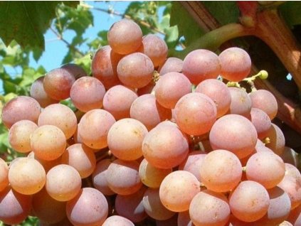 Vinič 'Isabella červená'