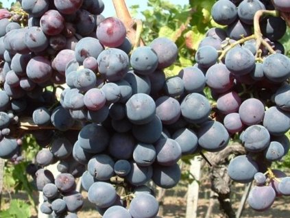 Vinič 'Guzal' Kara'