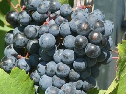Vinič 'Acolon'