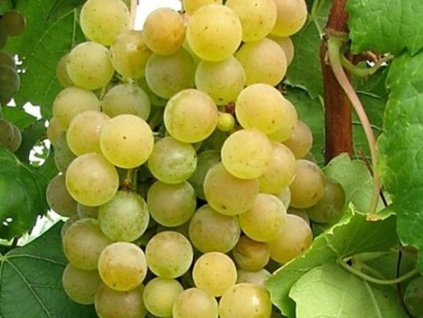 Vinič' Muškát Ottonel'