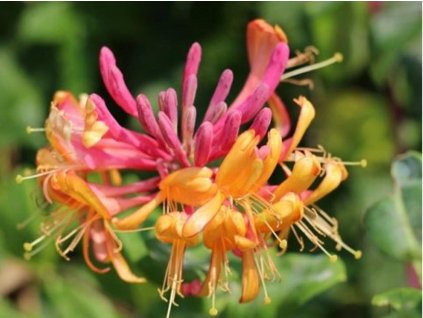 Zemolez Heckrottov 'GoldFlame'