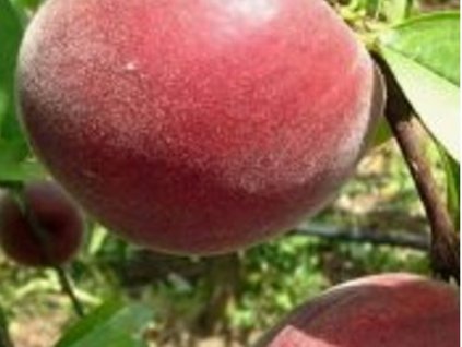 Broskyňa 'Sagittaria'