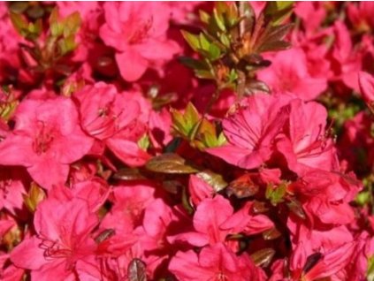 Japonská azalka 'Allotria'