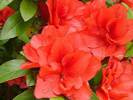 Japonská azalka 'Maria Derby'