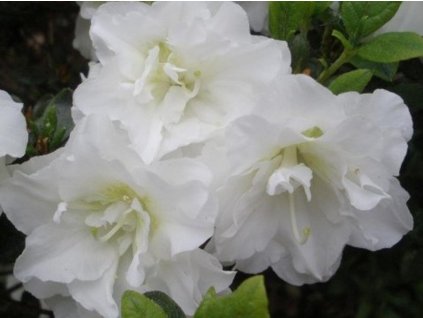 Japonská azalka 'Schneeperle'