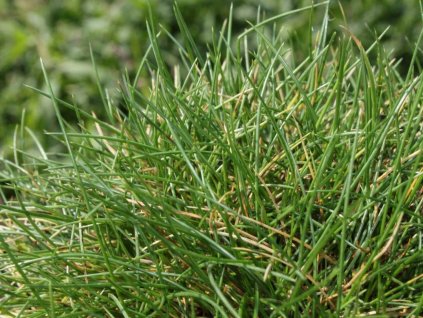 Kostrava medvedia 'Pic Carlit' - Festuca gautieri 'Pic Carlit'