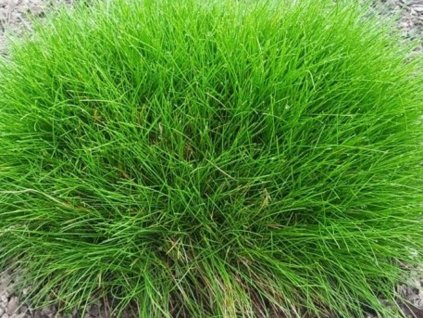 Kostrava medvedia 'Pic Carlit' - Festuca gautieri 'Pic Carlit'