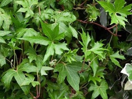Brečtan popínavý 'Lalla Rookh' - Hedera helix 'Lalla Rookh'