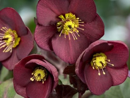 Čemerica 'HGC® Ice n' Roses Merlot' - Helleborus 'HGC® Ice n' Roses Merlot'