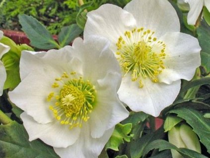 Čemerica 'HGC® Josef Lemper' - Helleborus 'HGC® Josef Lemper'