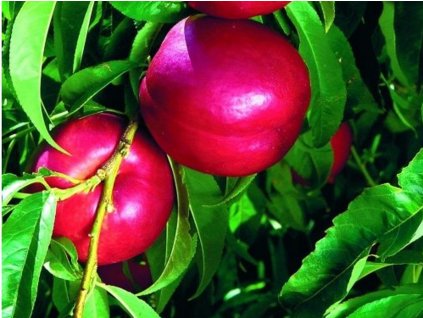 Nektarinka 'Big Heaven'