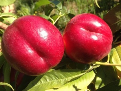 Nektarinka 'Luciana'