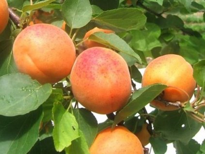 Marhuľa 'Monster Cot'