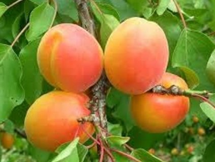 Marhuľa 'Wonder Cot'