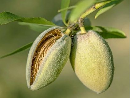Mandľa  'Marinada'