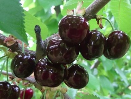 Čerešňa 'Early Bigi'