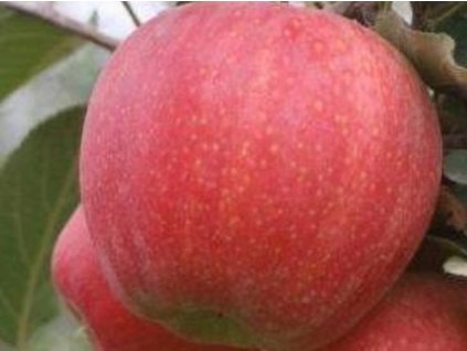 Jabloň 'Gala Buckeye'