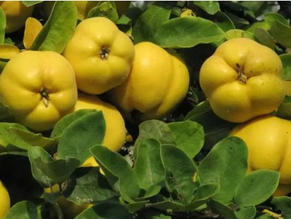 Dula obyčajná 'Rea's Mammoth'