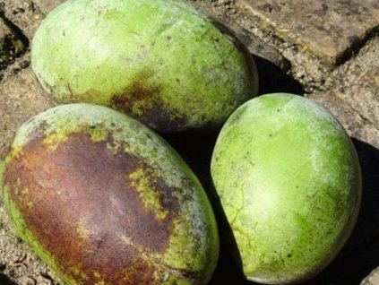 Ásimina trojlaločná 'Overleese'  Asimina triloba 'Overleese'