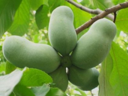 Ásimina trojlaločná - 'Prima'  Asimina triloba 'Prima'