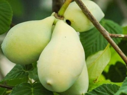 Ásimina trojlaločná 'Sun Flower'