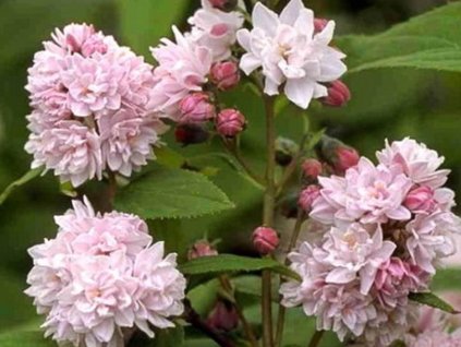 Trojpuk 'Pink Pom-Pom'