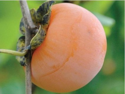 Tomel viržinský  Diospyros virginiana