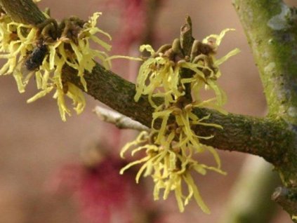 Hamamel japonský 'Zuccariniana'