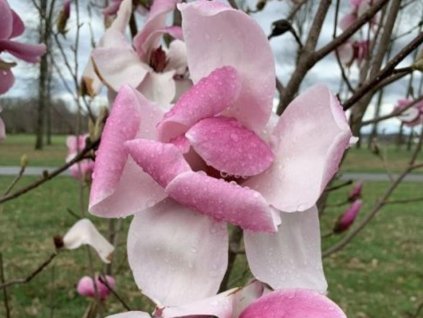 Magnólia'Felicity'