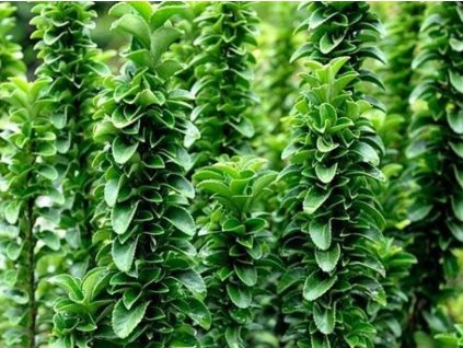 Bršlen japonský 'Benkomasaki'