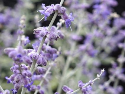Perovskia lebedolistá  Silvery Blue 'Lissvery'