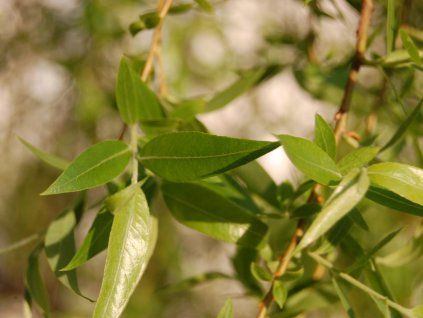 pendula2 kopie