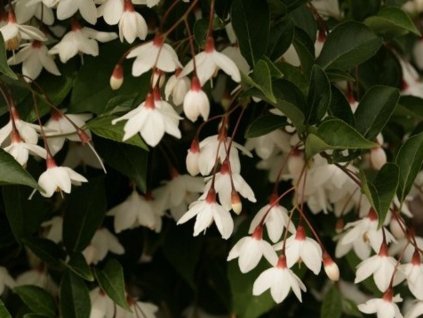 Sturač japonský 'Pendulus'