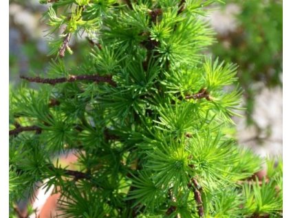 Smrekovec japonský 'Little Bogle'