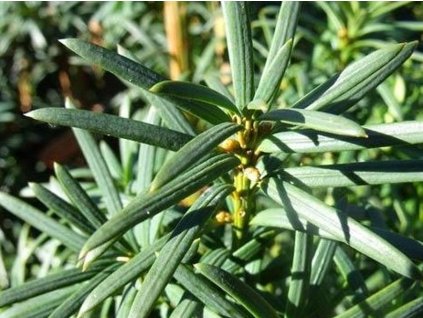 Patis - Pseudotaxus chienii