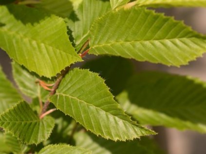 Hrab obyčajný 'Fastigiata'