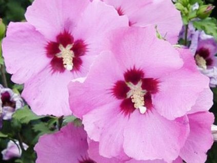 Ibištek sýrsky 'Aphrodite'