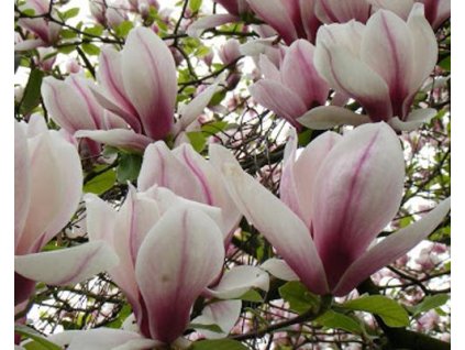 Magnólia 'Eternal Flames'