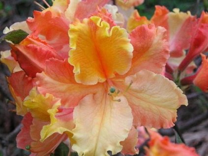 Azalka 'Mayaro'